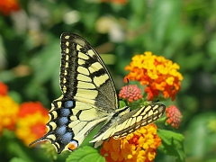 PRCANJ - Papillon (2)